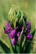 Marsh Orchid